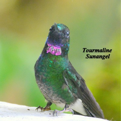 Tourmaline Sunangel